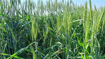 برگزاری كارگاه آموزشی – ترویجی تغذیه بهینه گندم