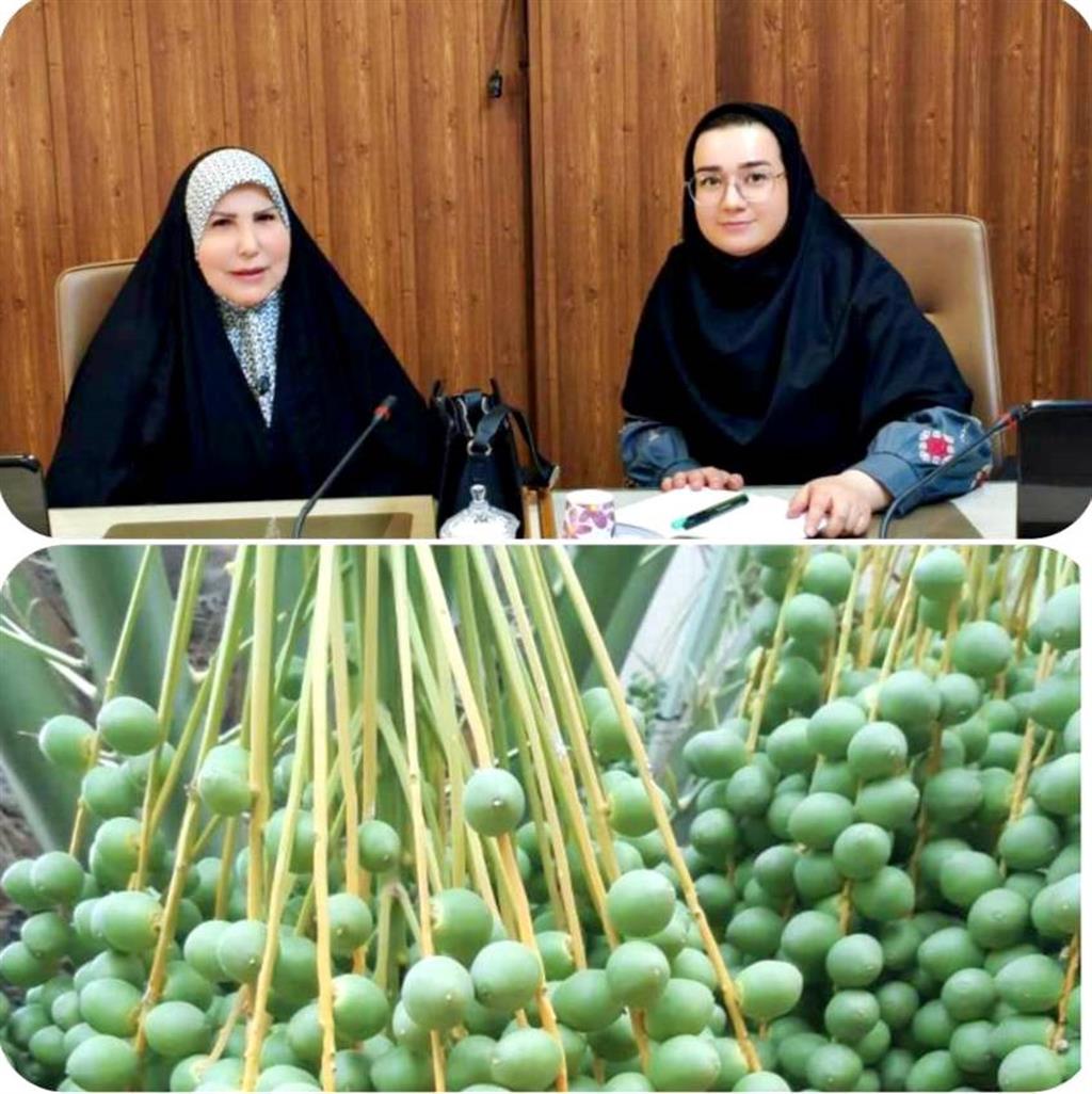 احداث سردخانه خرما تا تلاش برای حفظ و رونق نخلستان‌ها در برابر كم‌آبی
